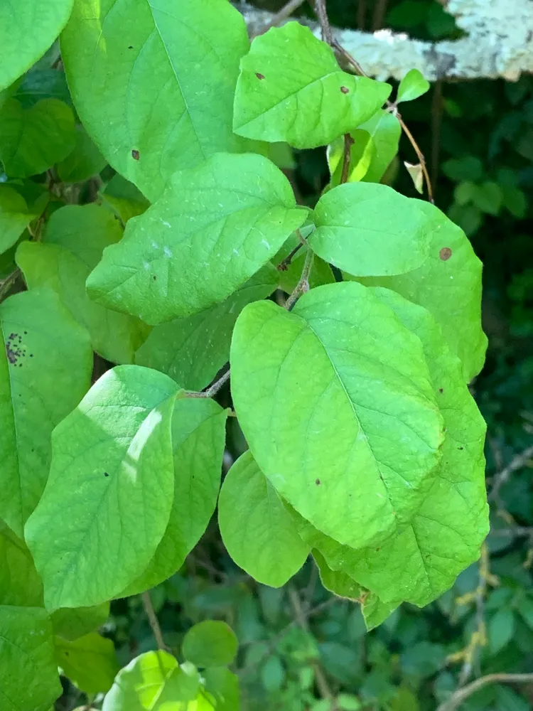 cydonia oblonga plant showing characteristic features