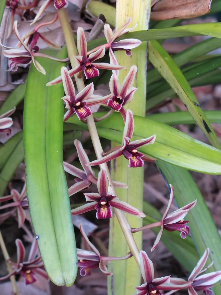 cymbidium aloifolium plant showing characteristic features