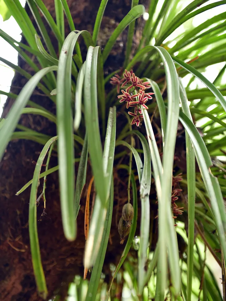 cymbidium aloifolium plant showing characteristic features
