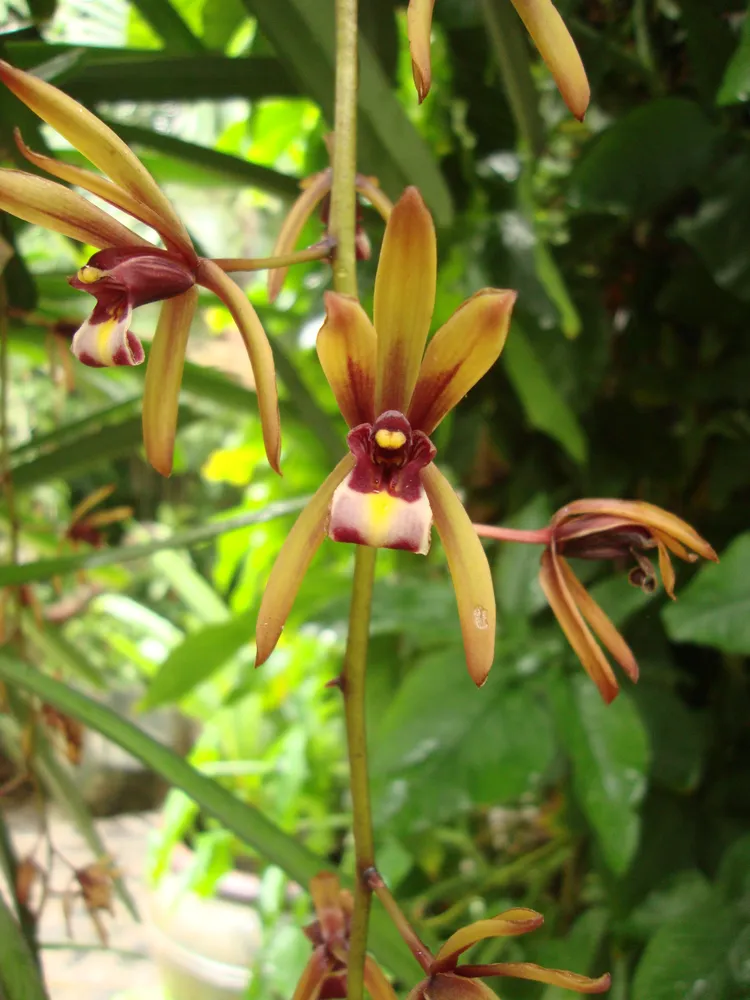 cymbidium aloifolium plant showing characteristic features