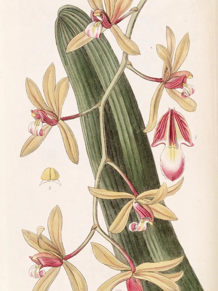 cymbidium aloifolium plant showing characteristic features