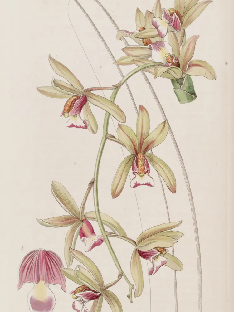 cymbidium aloifolium plant showing characteristic features