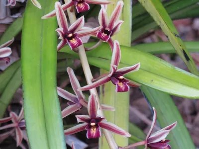 thumbnail cymbidium aloifolium