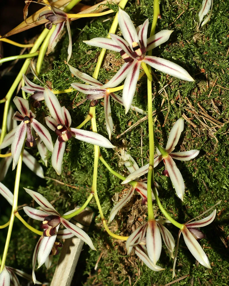 cymbidium dayanum plant showing characteristic features