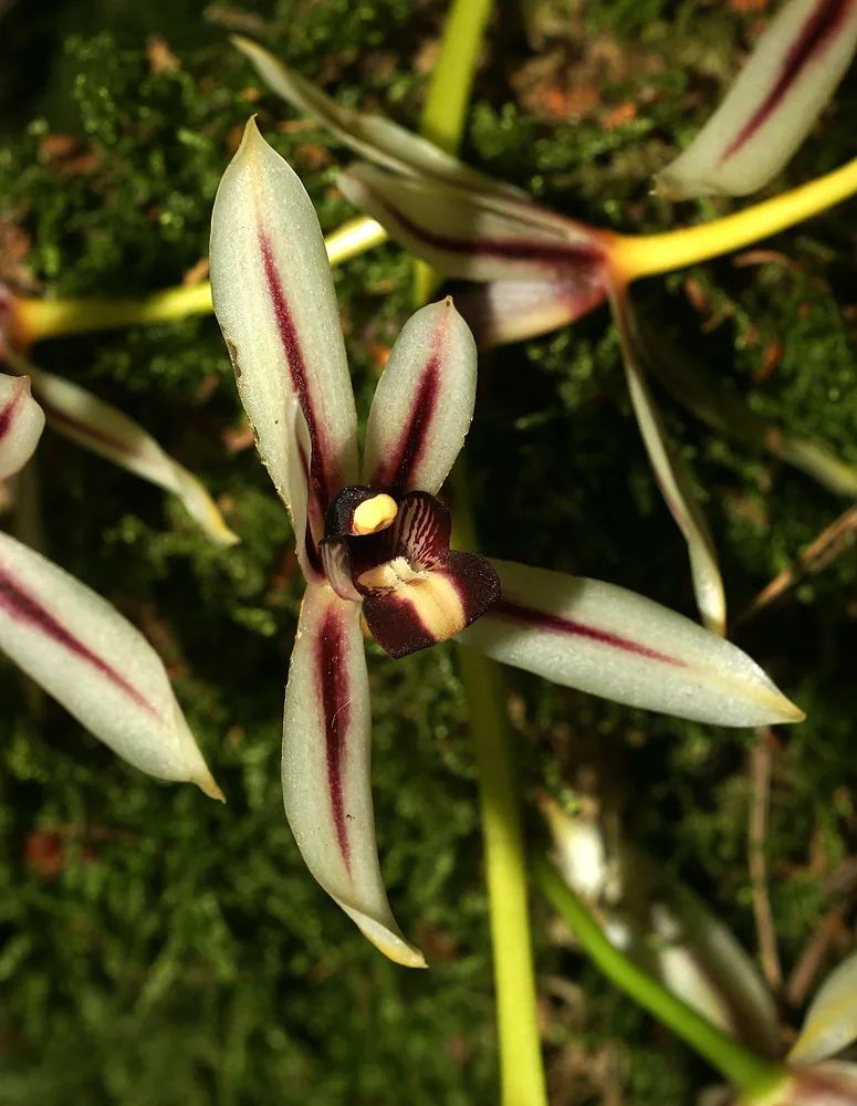 cymbidium dayanum plant showing characteristic features