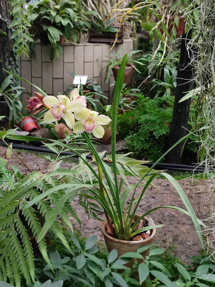 cymbidium dayanum plant showing characteristic features