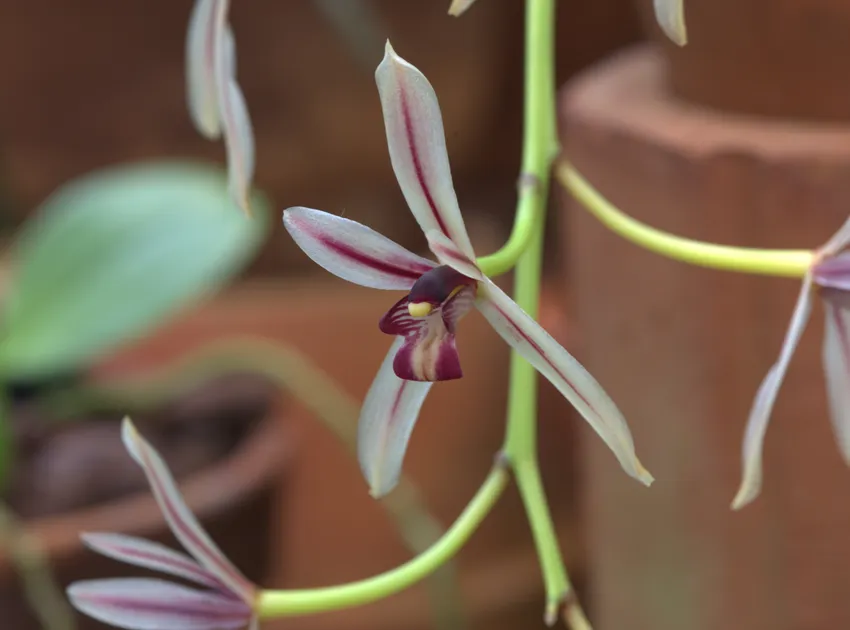 cymbidium dayanum plant showing characteristic features