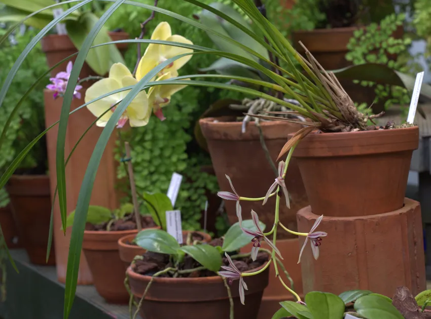 cymbidium dayanum plant showing characteristic features