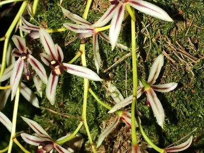 thumbnail cymbidium dayanum
