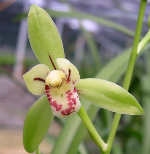 cymbidium ensifolium plant showing characteristic features