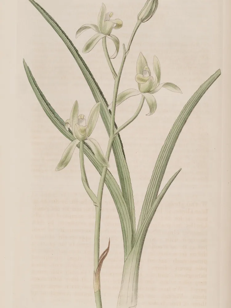 cymbidium ensifolium plant showing characteristic features