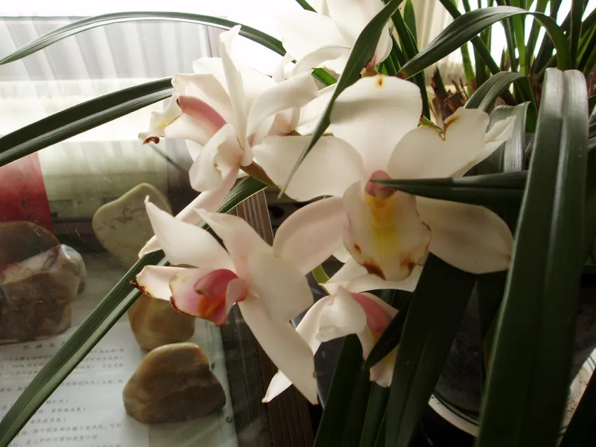 cymbidium ensifolium plant showing characteristic features