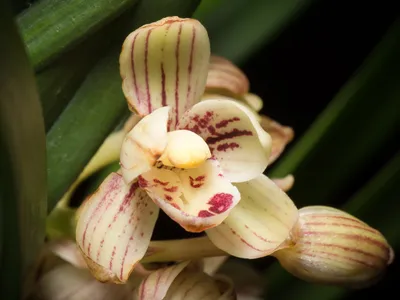 thumbnail cymbidium ensifolium