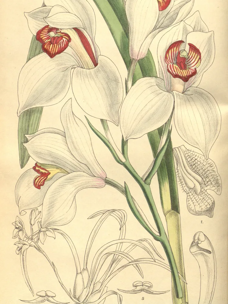 cymbidium erythrostylum plant showing characteristic features