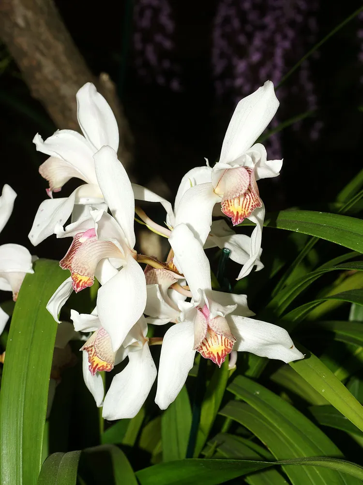 cymbidium erythrostylum plant showing characteristic features