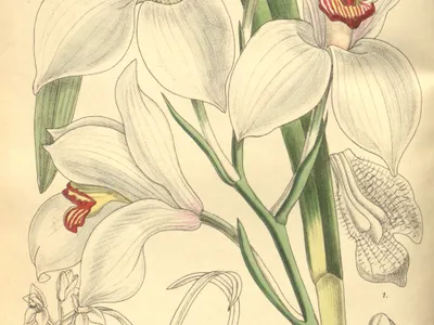 thumbnail cymbidium erythrostylum