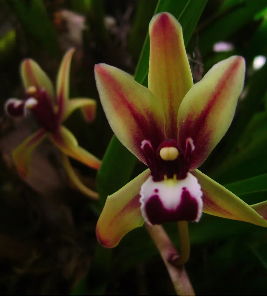 cymbidium finlaysonianum plant showing characteristic features