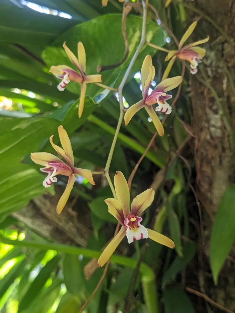 cymbidium finlaysonianum plant showing characteristic features