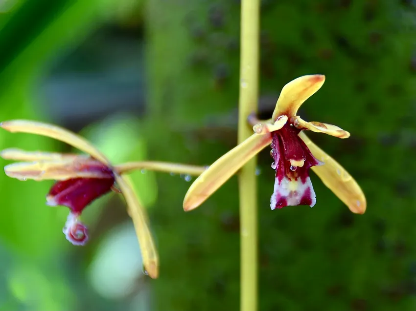 cymbidium finlaysonianum plant showing characteristic features