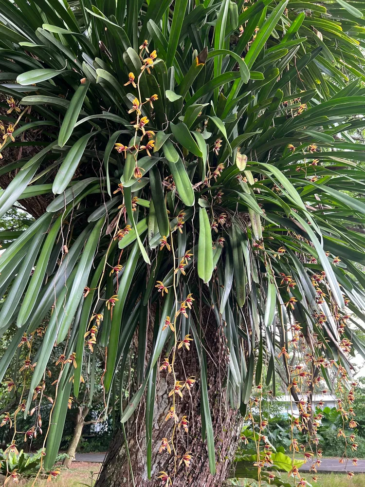 cymbidium finlaysonianum plant showing characteristic features