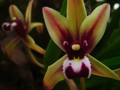 thumbnail cymbidium finlaysonianum