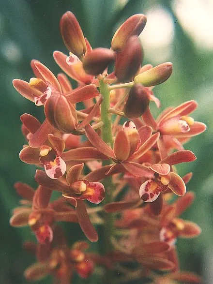 cymbidium floribundum plant showing characteristic features