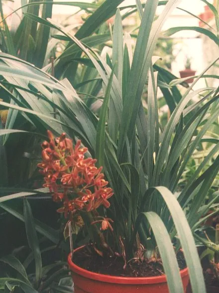 cymbidium floribundum plant showing characteristic features