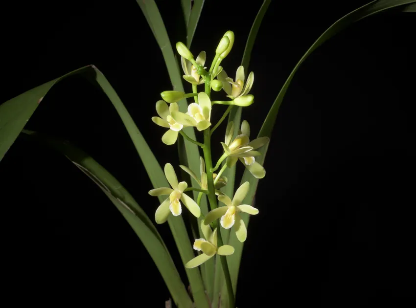 cymbidium floribundum plant showing characteristic features