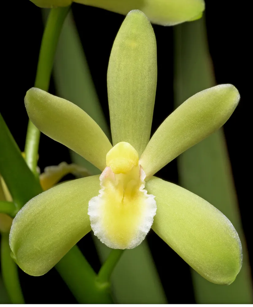 cymbidium floribundum plant showing characteristic features
