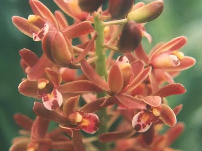 thumbnail cymbidium floribundum