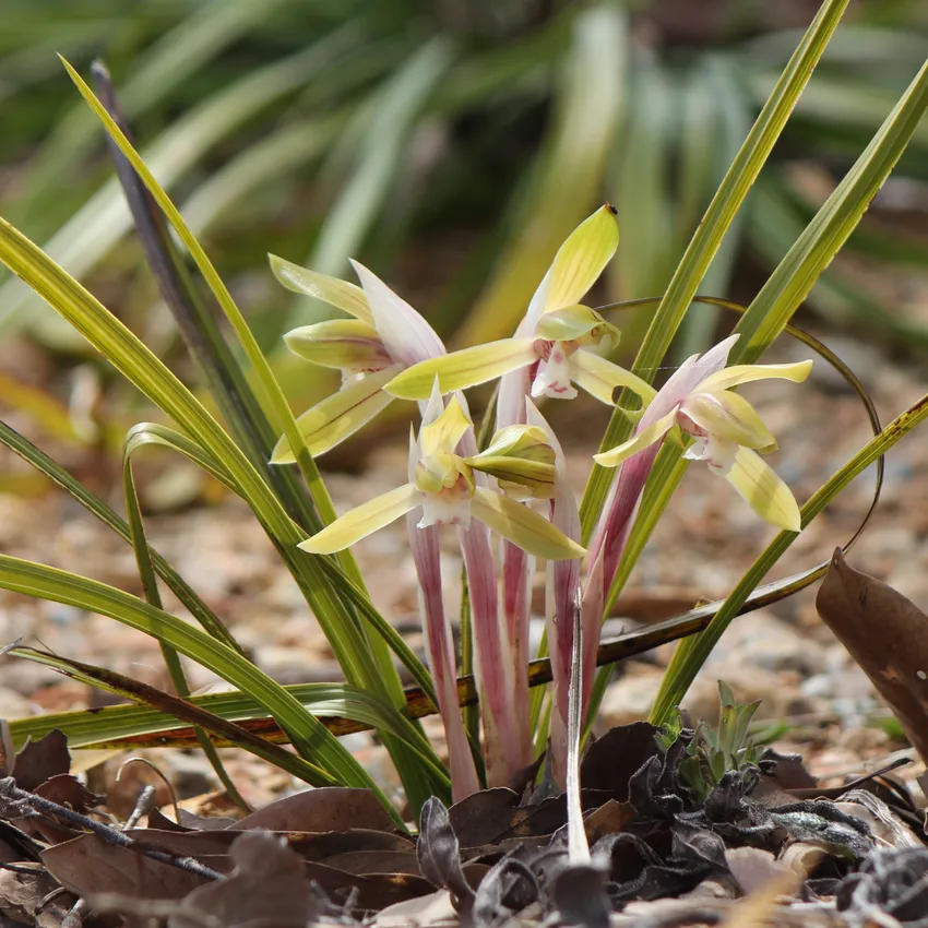 cymbidium goeringii plant showing characteristic features