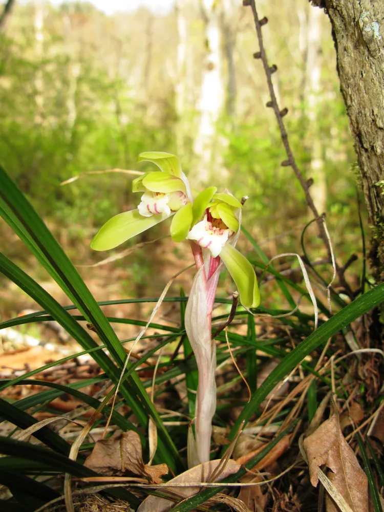 cymbidium goeringii plant showing characteristic features