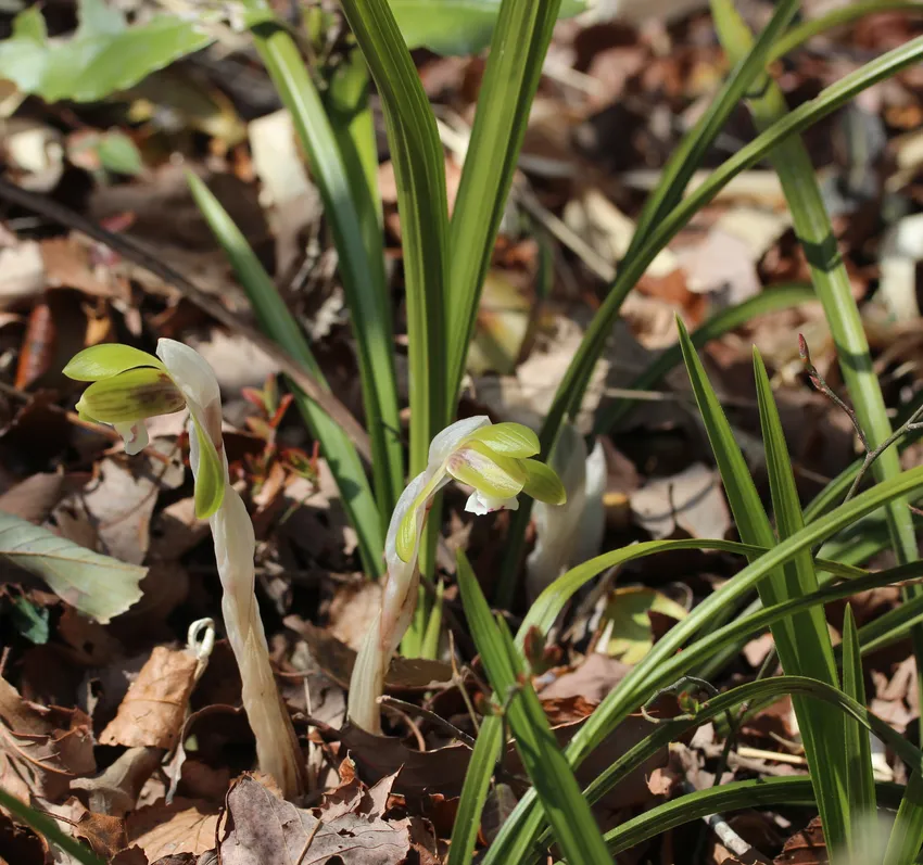 cymbidium goeringii plant showing characteristic features