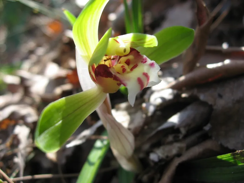 cymbidium goeringii plant showing characteristic features