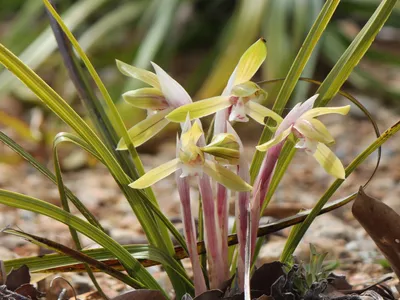 thumbnail cymbidium goeringii