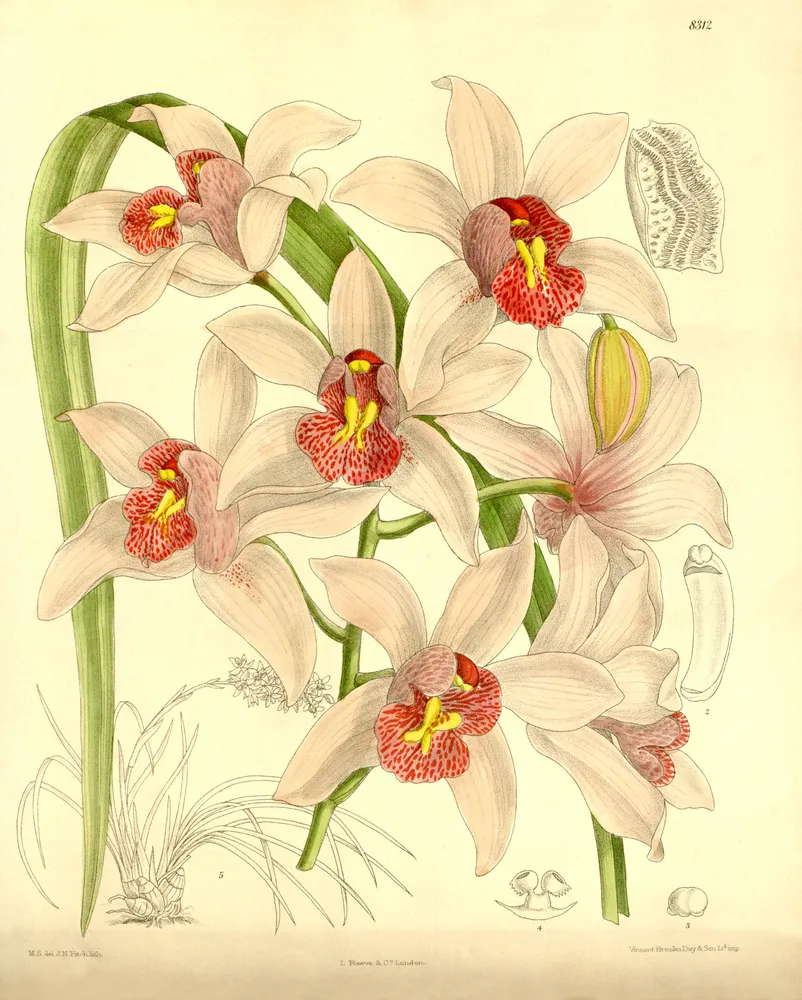 cymbidium insigne plant showing characteristic features