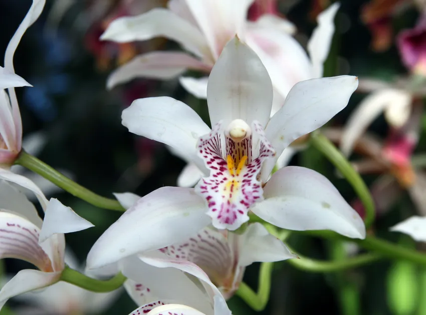 cymbidium insigne plant showing characteristic features