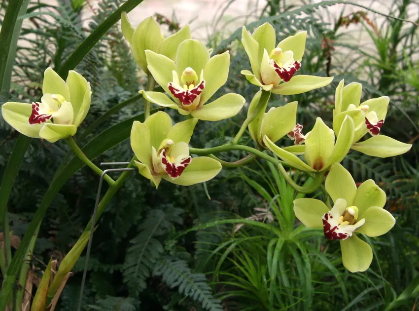 cymbidium insigne plant showing characteristic features