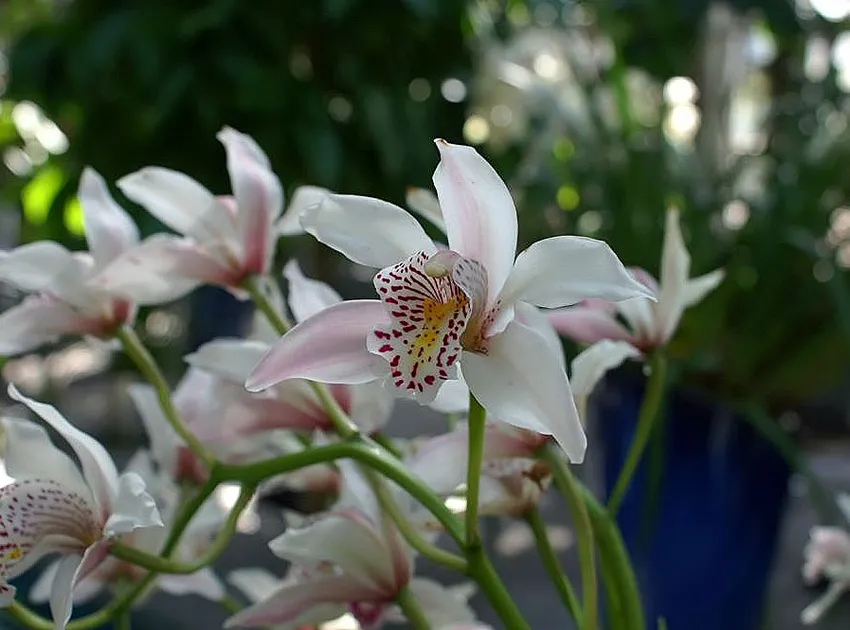 cymbidium insigne plant showing characteristic features