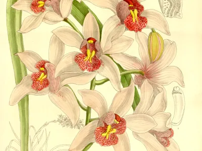 thumbnail cymbidium insigne