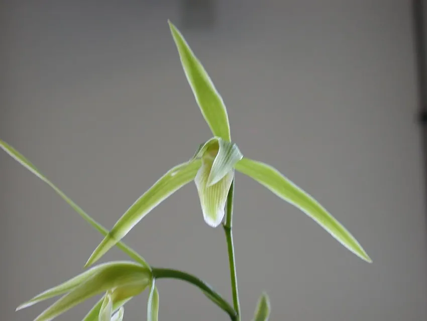 cymbidium kanran plant showing characteristic features