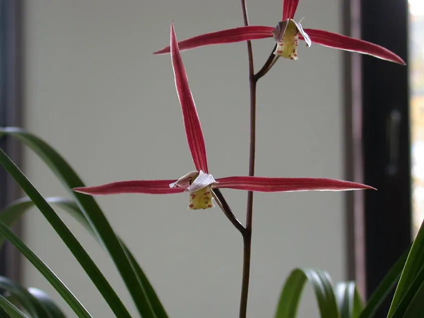 cymbidium kanran plant showing characteristic features