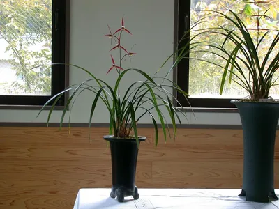 thumbnail cymbidium kanran