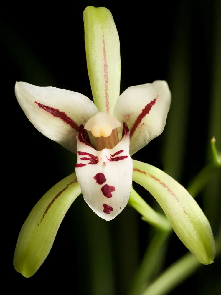 cymbidium lancifolium plant showing characteristic features