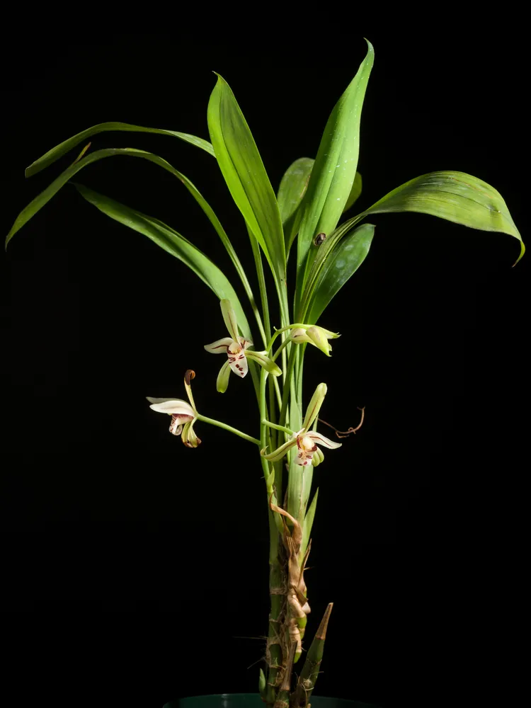 cymbidium lancifolium plant showing characteristic features