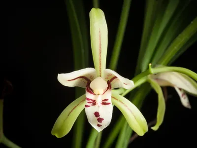 thumbnail cymbidium lancifolium