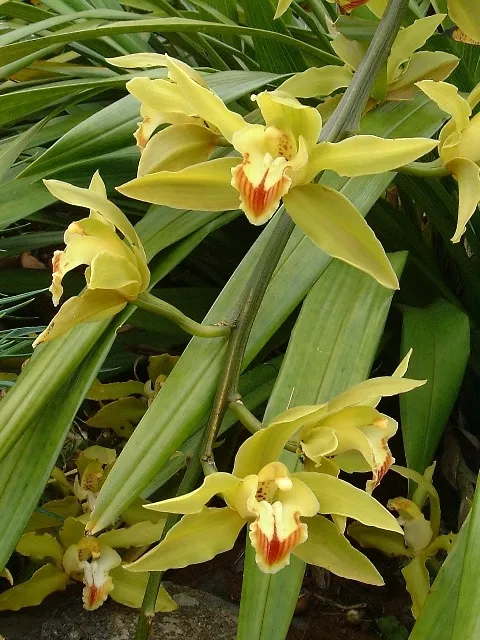 cymbidium lowianum plant showing characteristic features