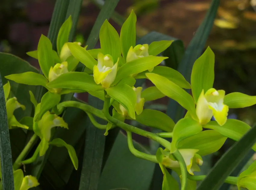 cymbidium lowianum plant showing characteristic features