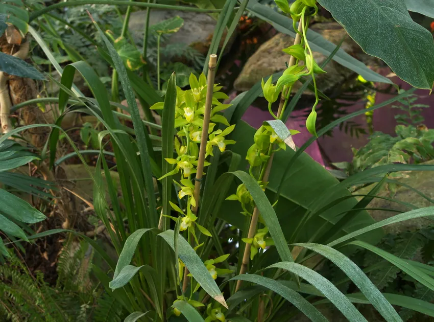 cymbidium lowianum plant showing characteristic features