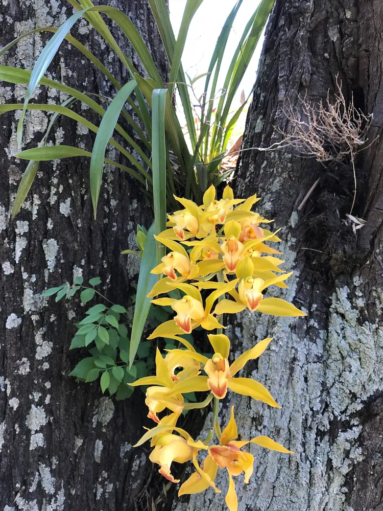 cymbidium lowianum plant showing characteristic features